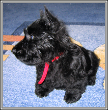 KiKoo at 10 weeks old. Yes, she is a Scottish Terrier!