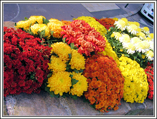 Autumn Flowers, 30-October-2009